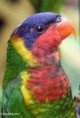 /album/lori-ozdobny-ornate-lory/lori-ozdobny-2-jpg/
